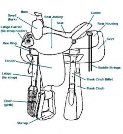 250x272 western tack - Western Saddle Drawing