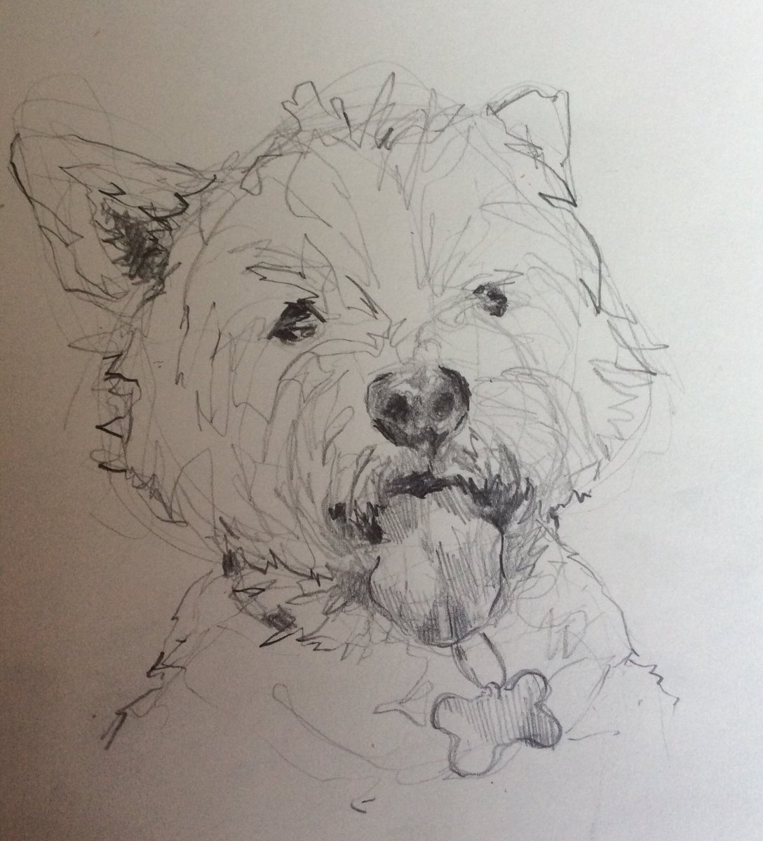 1088x1200 hayley banks on twitter wee westie prep sketch - Westie Drawing