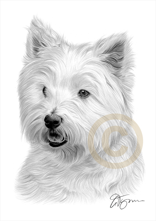 500x707 pencil drawing of a westie dog - Westie Drawing