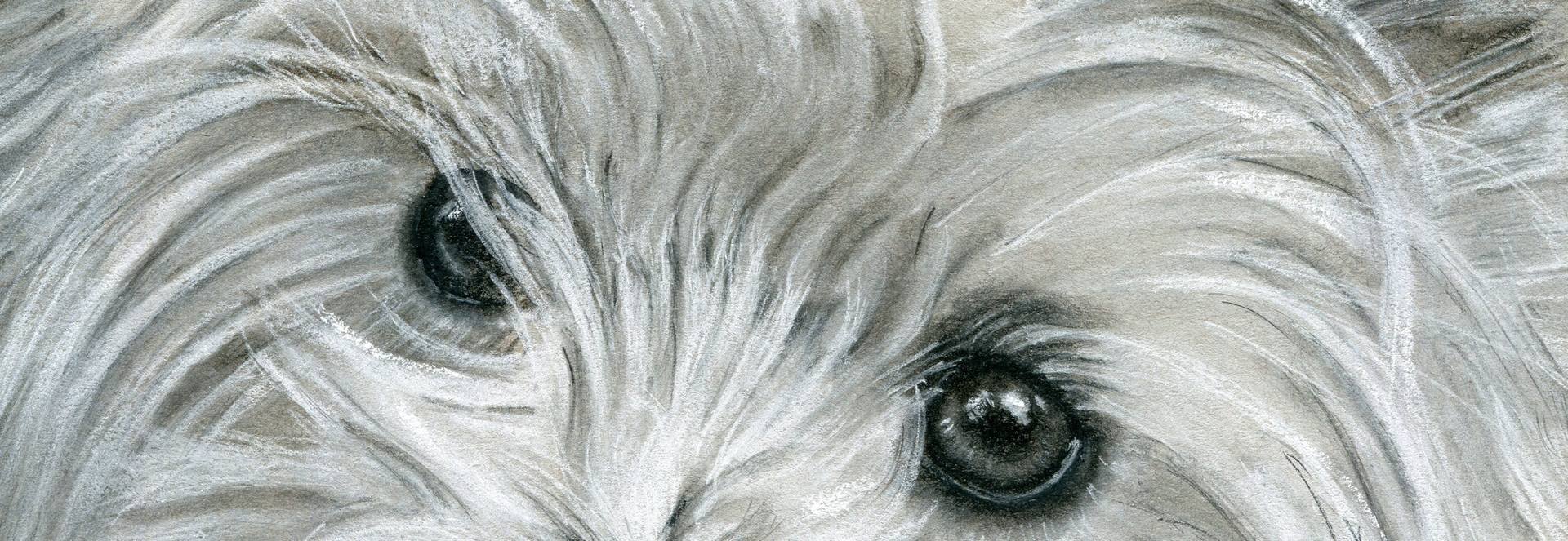 1920x663 that westie look drawing - Westie Drawing