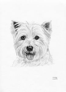 216x300 westhighland terrier westie - Westie Drawing