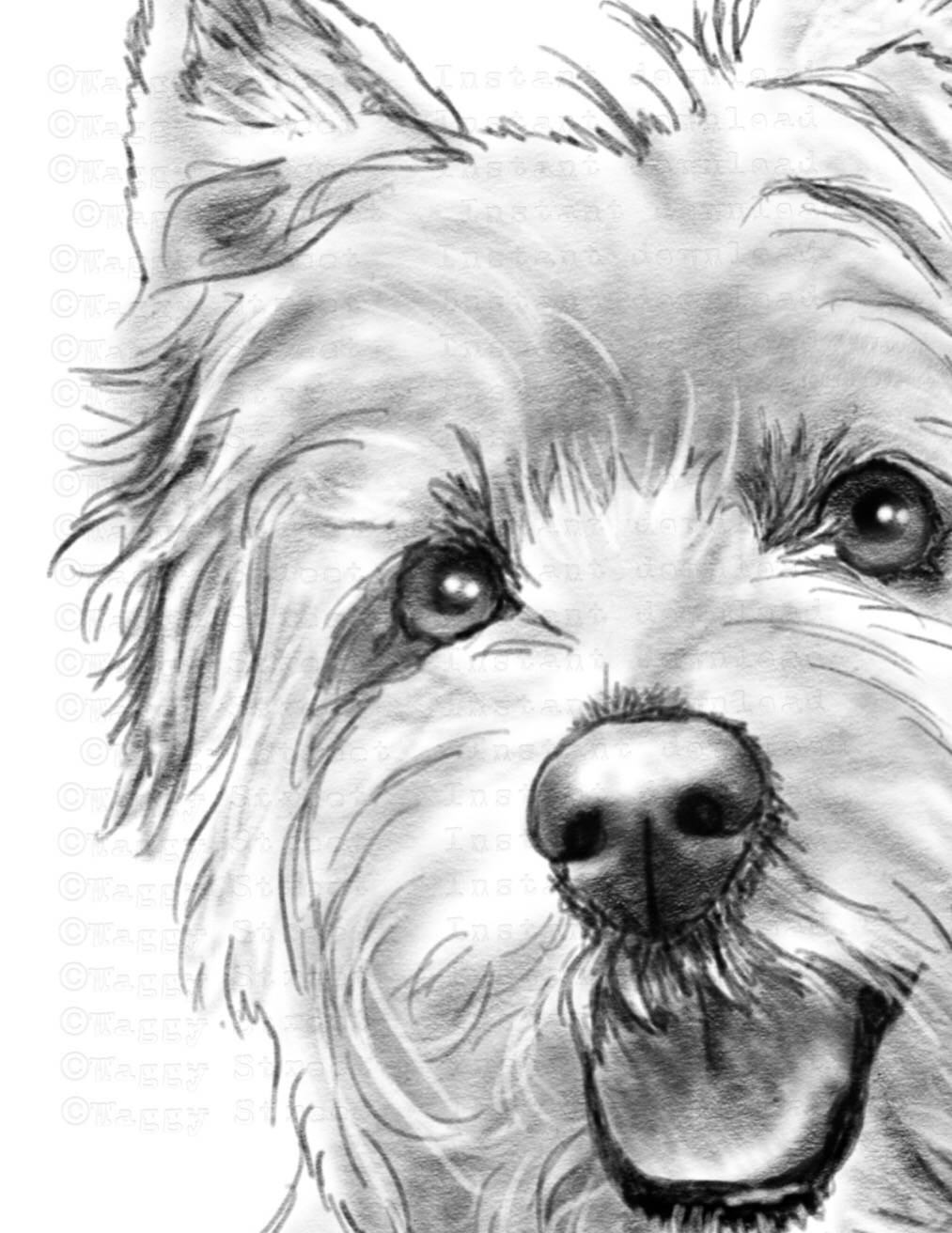 Westie Drawing at PaintingValley.com | Explore collection of Westie Drawing