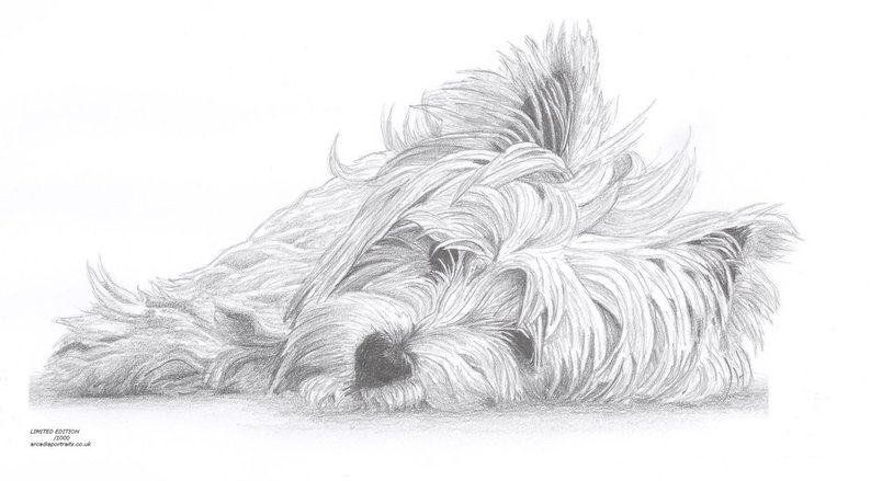 794x439 west highland white terrier westie dog limited edition art etsy - Westie Drawing