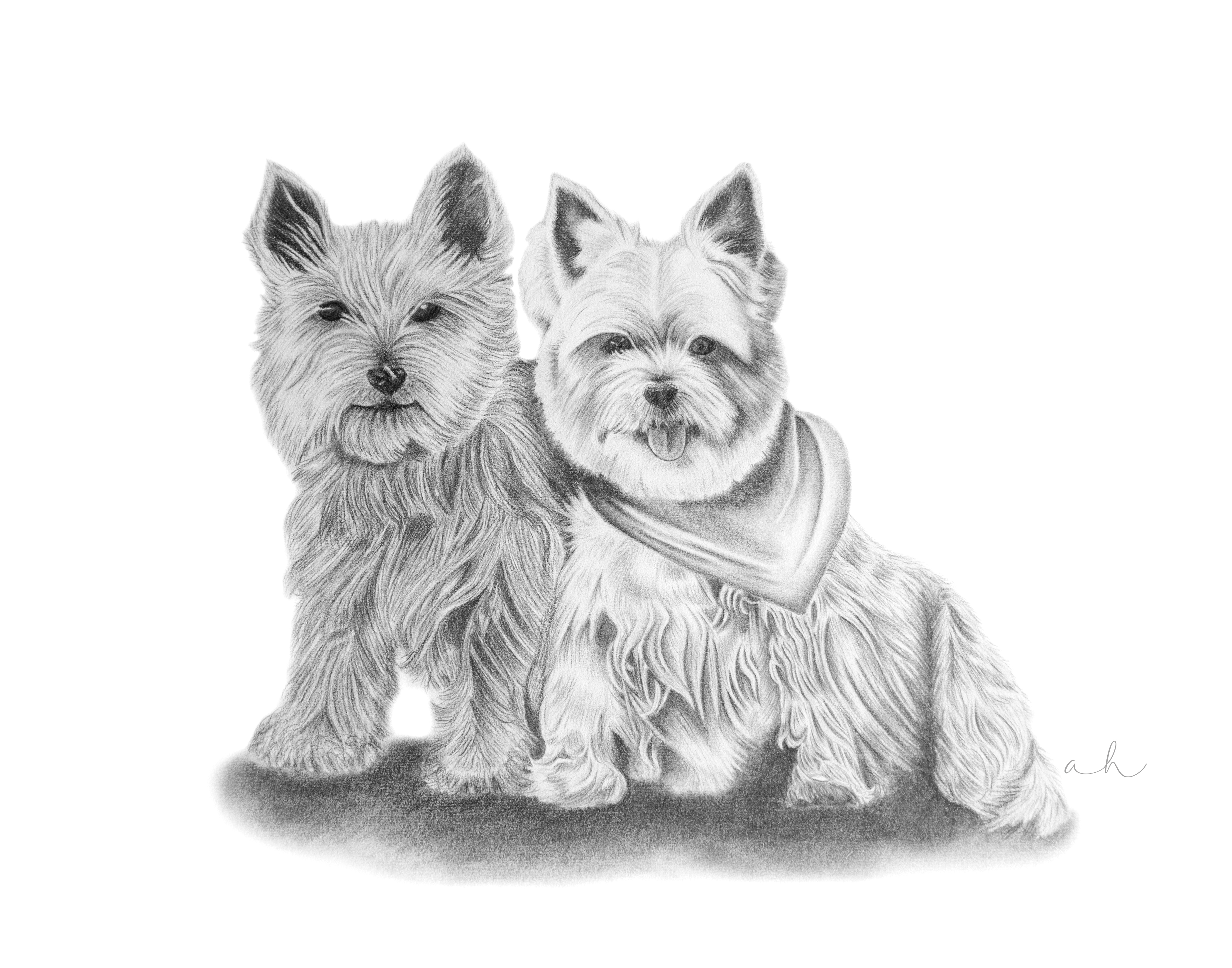 4200x3300 westie drawing alicia heaney - Westie Drawing