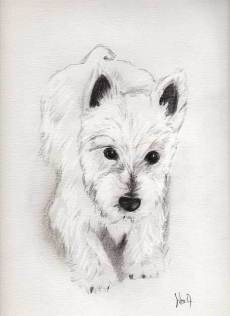 465x640 baby westie drawing - Westie Drawing