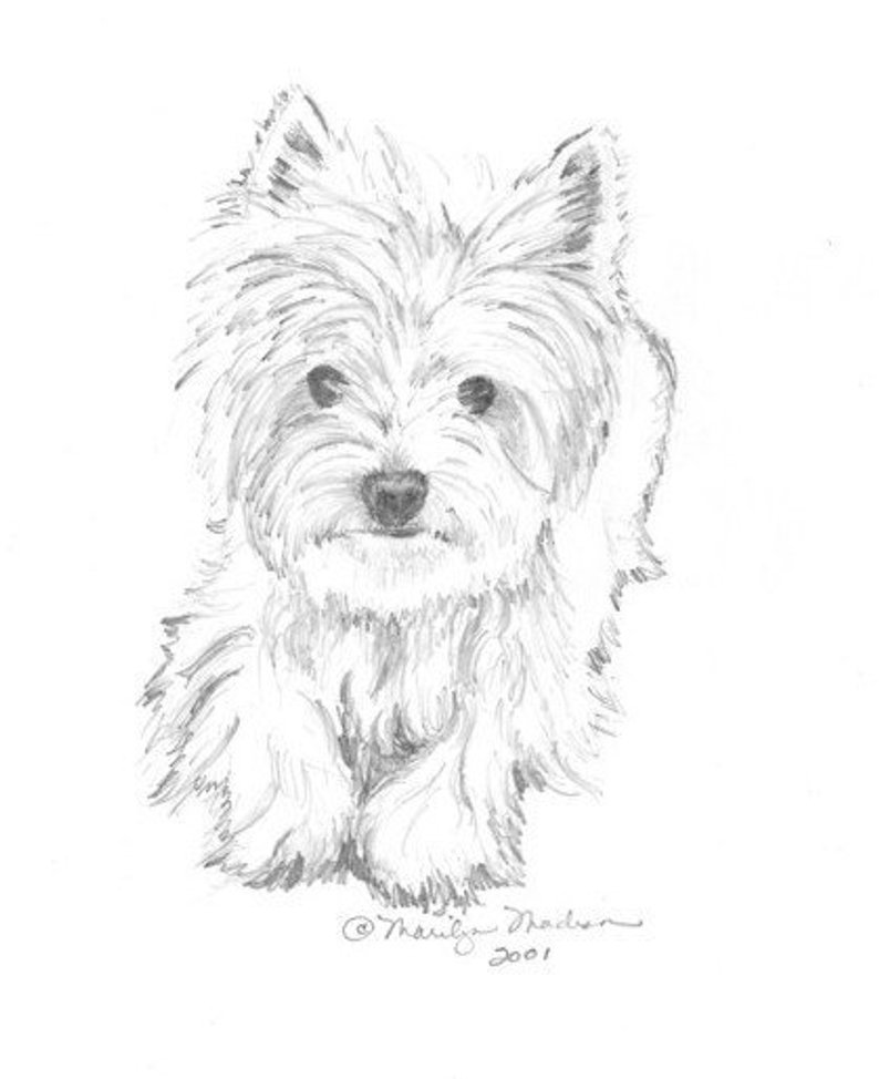 794x974 casey print of pencil drawing westie etsy - Westie Drawing