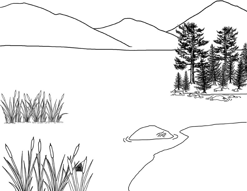 792x612 wetland poster project - Wetland Drawing