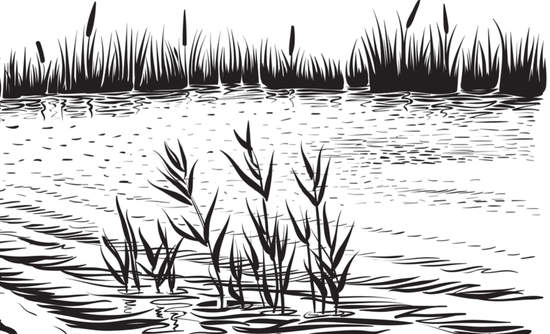 550x334 why the big mitigation bankers are embracing ecological - Wetland Drawing