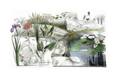 400x267 a drawing of the wildflowers of an american eastern wetland giclee - Wetland Drawing
