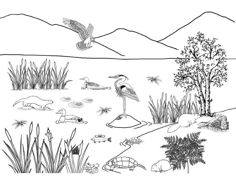 Wetland Drawing at Explore collection