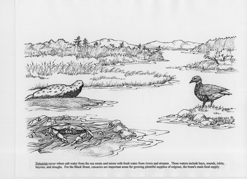 Wetland Drawing at Explore collection