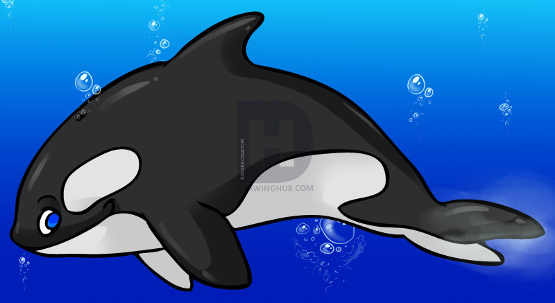 800x437 How To Draw A Cartoon Killer Whale, Step - Whale Cartoon Drawing