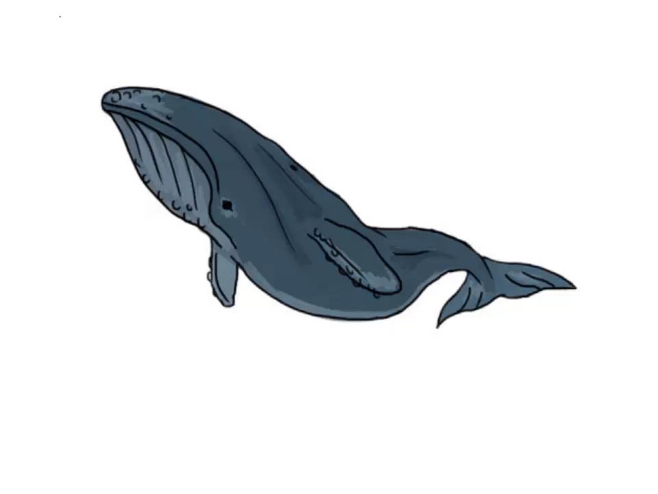 960x720 How To Draw A Whale - Whale Cartoon Drawing