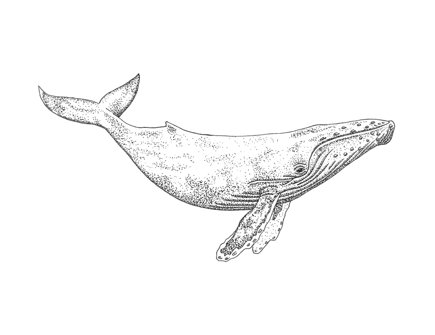 Humpback Whale Drawing at Explore