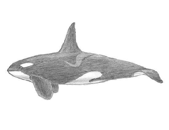 550x425 How To Draw A Killer Whale - Whale Drawing