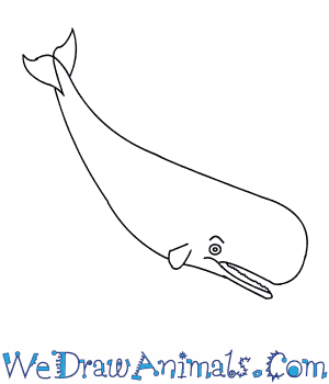 300x350 How To Draw A Sperm Whale - Whale Drawing