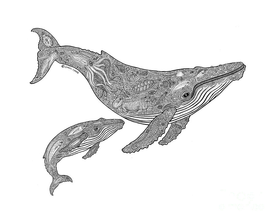 900x720 humpback and calf drawing - Whale Drawing