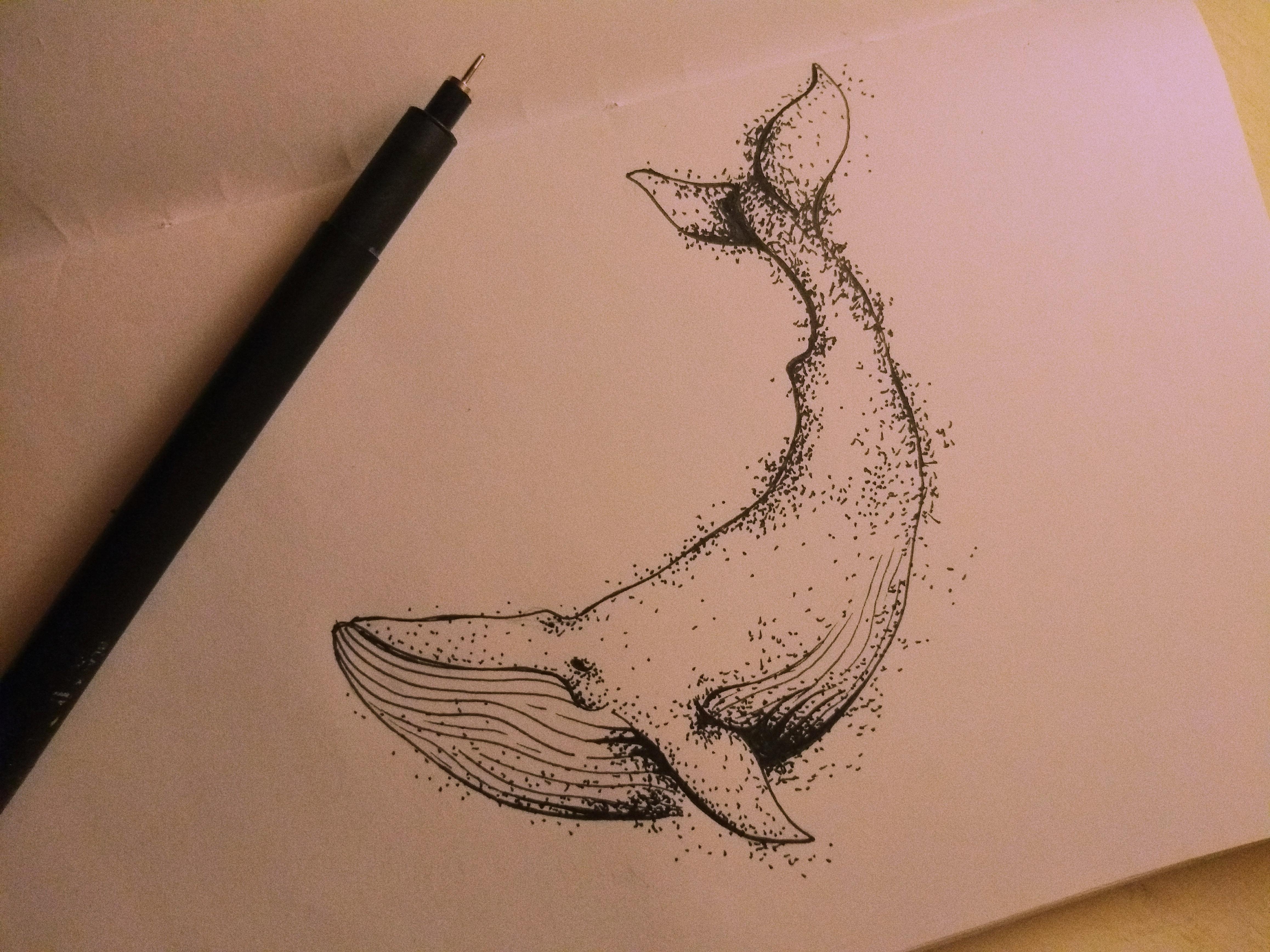 4632x3474 Little Blue Whale Drawing - Whale Drawing