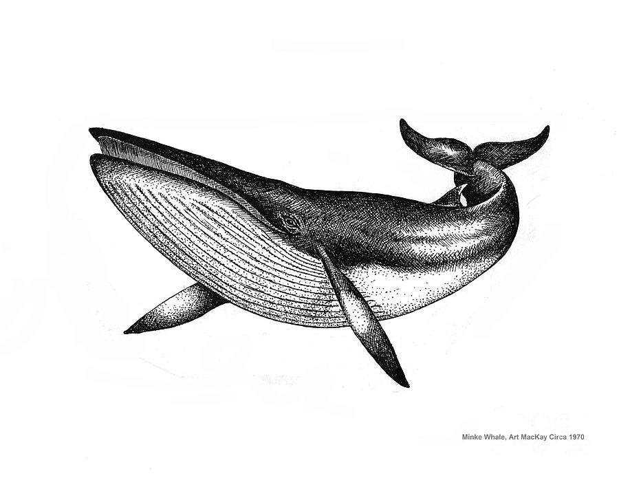 900x695 Minke Whale - Whale Drawing