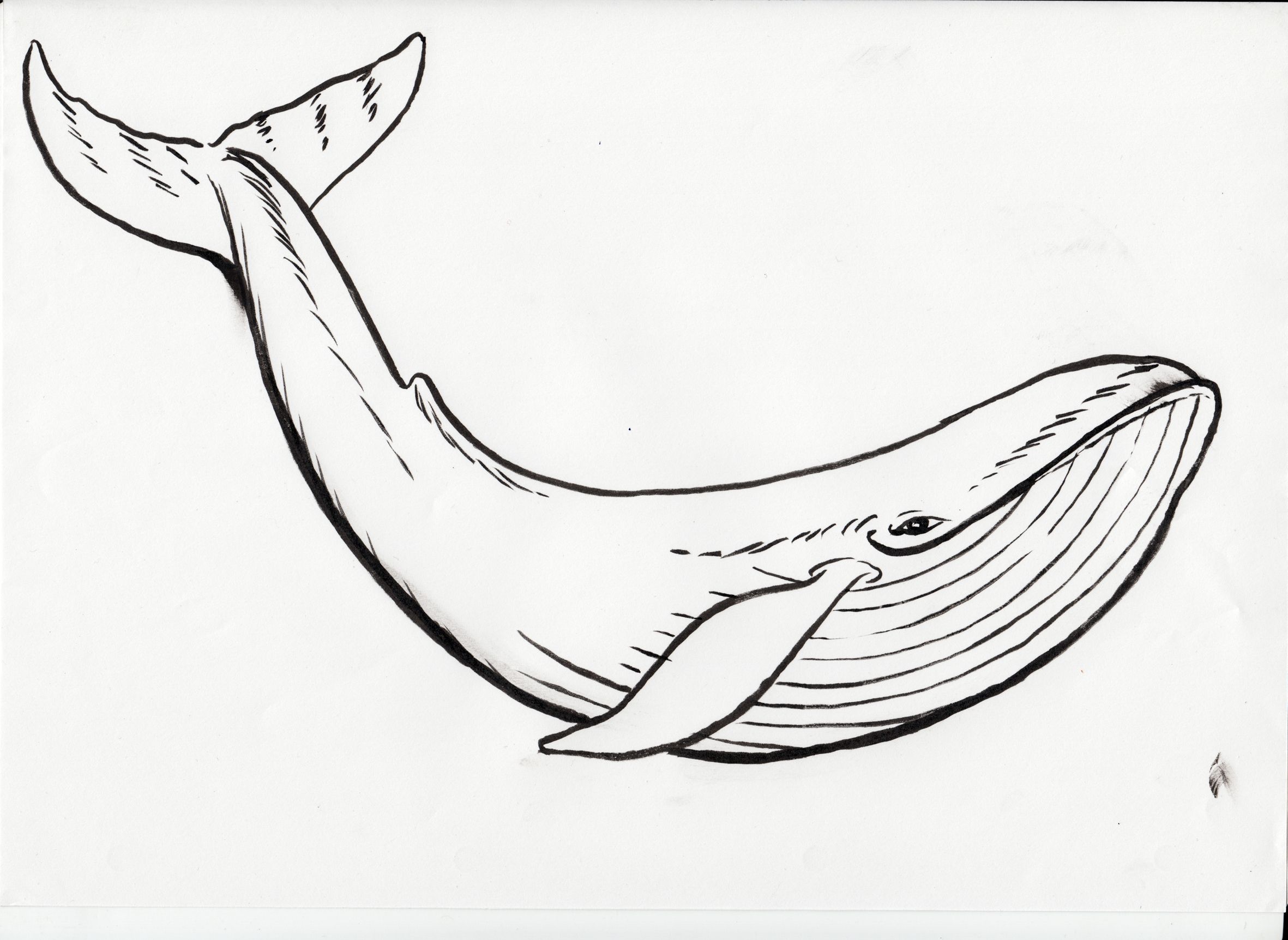 2362x1724 Un Dibujo Para De Una Ballena Azul Dibujo In Whale - Whale Drawing