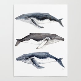 264x264 Whale Drawing Posters - Whale Drawing