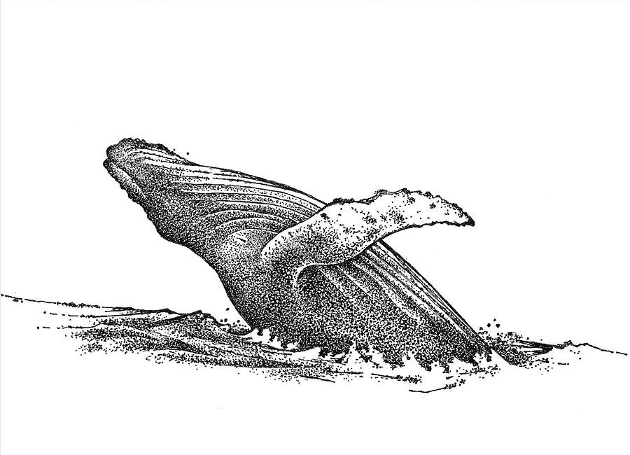 900x650 Whale Drawing - Whale Drawing