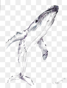260x340 Whale Png - Whale Drawing