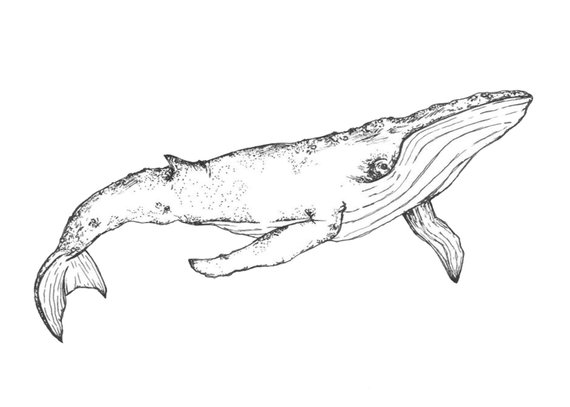 570x407 Whale Pen Drawing Printable Digital Download Etsy - Whale Drawing