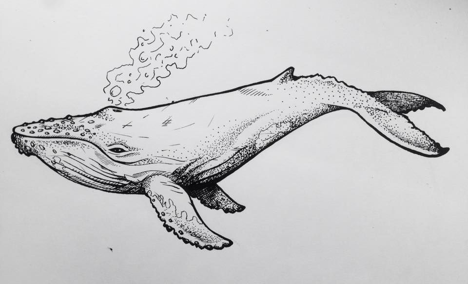 960x584 Whale Drawing - Whale Drawing