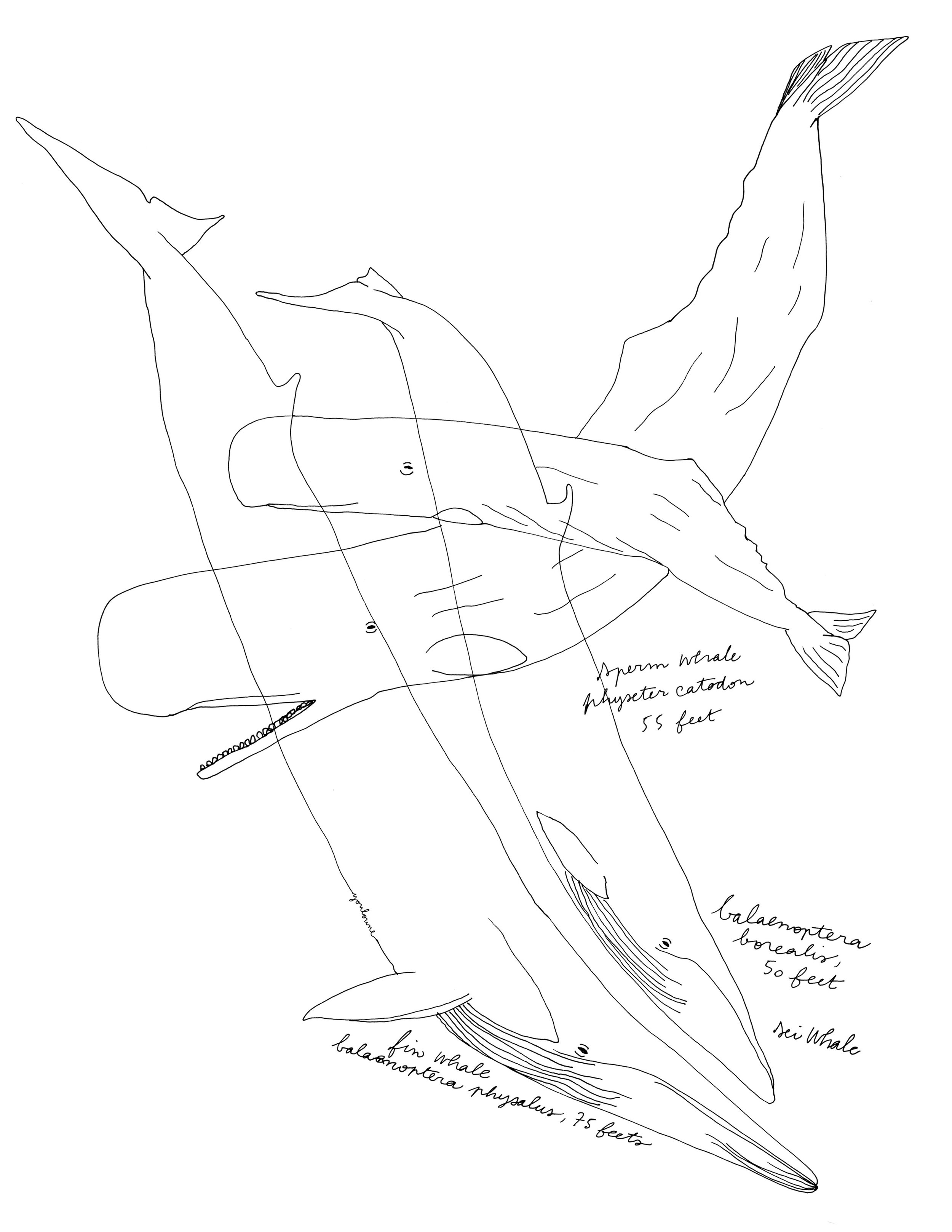 2500x3235 Youloune Whales - Whale Drawing