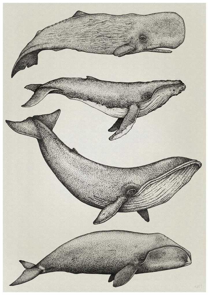 724x1024 Whale Illustration - Whale Drawing