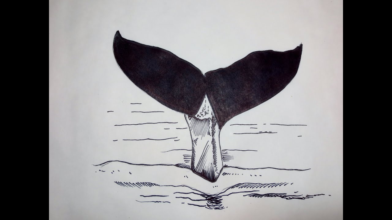 1280x720 How To Draw A Whales Tail - Whale Drawing