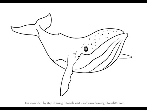 480x360 how to draw humpback whale from fantasia - Whale Drawing