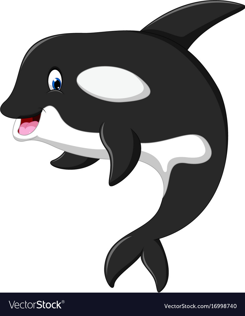 838x1080 Orca Cartoon Drawing Cute Killer Whale Cartoon Royalty Free Vector - Whale Drawing Cute