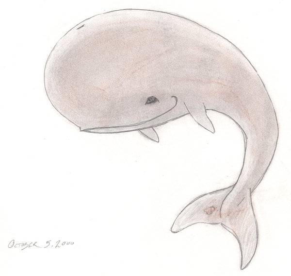 Whale Drawing Cute at PaintingValley.com | Explore collection of Whale ...