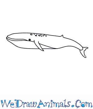 300x350 How To Draw A Blue Whale - Whale Drawing Easy