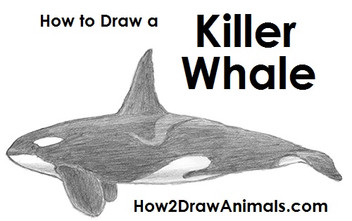 500x315 How To Draw A Killer Whale - Whale Drawing Easy