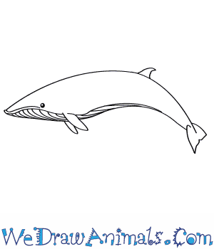 300x350 How To Draw A Sei Whale - Whale Drawing Easy