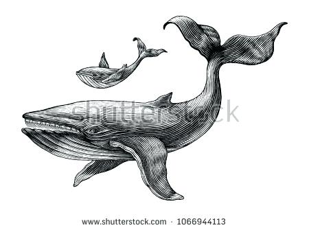450x335 Whale Drawing Draw Humpback Step - Whale Drawing Easy
