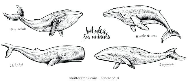 650x280 Whale Drawing How To Draw A Killer Tutorial Themindfuljourney - Whale Drawing Easy