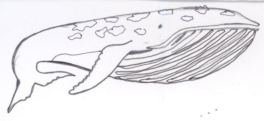900x415 Whale Animals Drawings Pictures Drawings Ideas For Kids Easy - Whale Drawing Easy