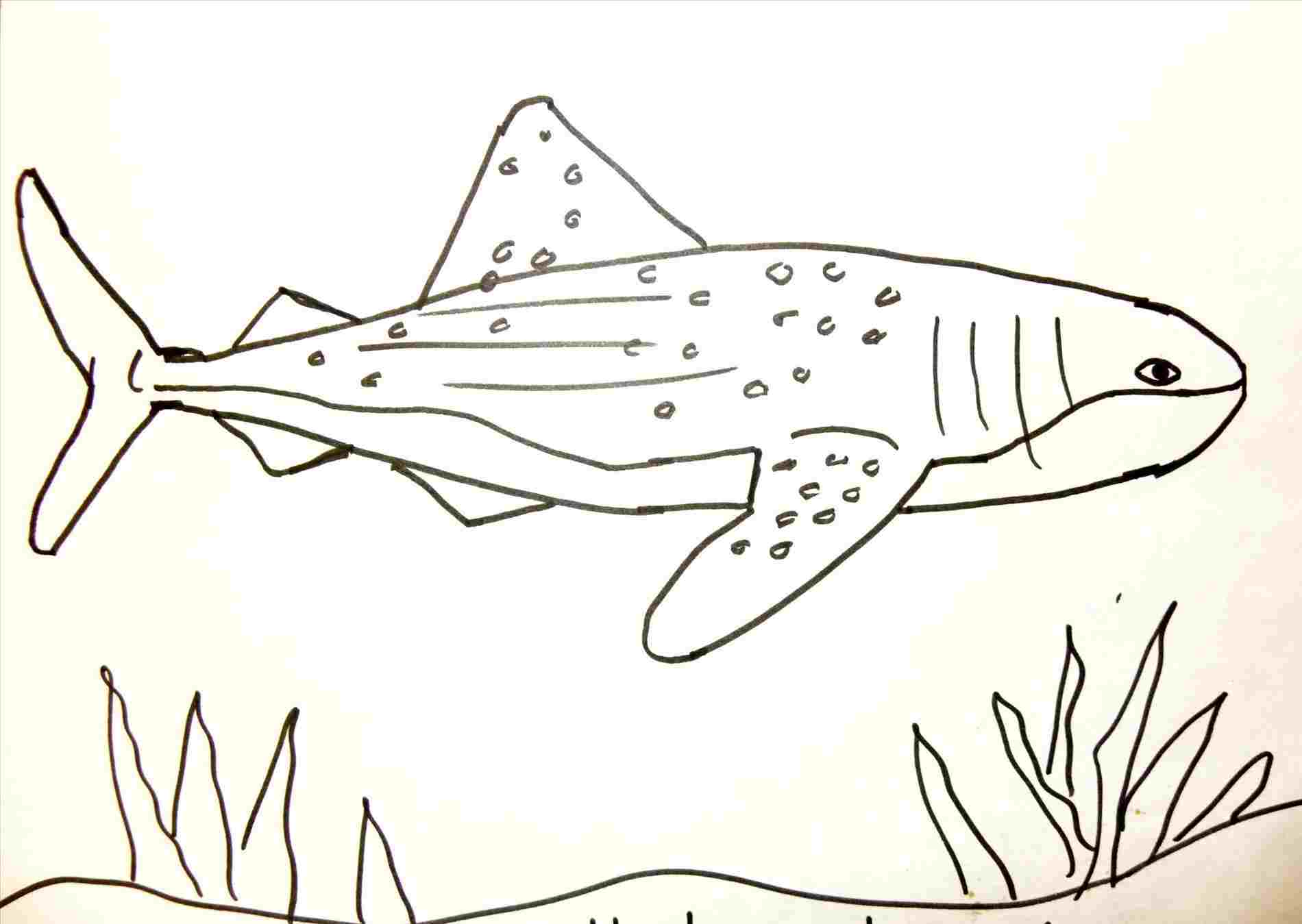 1900x1349 Kids Shark Drawing For Kids Can Draw Whale Shark - Whale Drawing For Kids