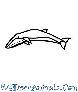 300x350 how to draw a fin whale - Whale Drawing Pictures