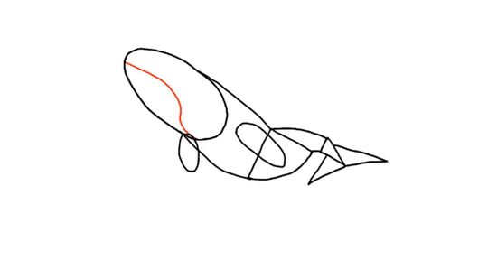 550x309 How To Draw A Whale - Whale Drawing Pictures