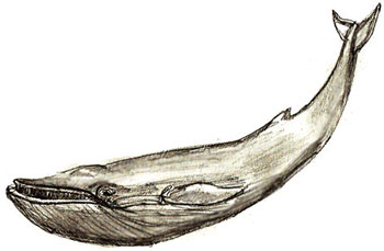 350x229 How To Draw A Whale - Whale Drawing Pictures