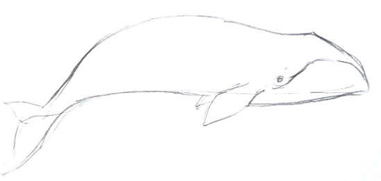 Whale Drawing Pictures at PaintingValley.com | Explore collection of ...