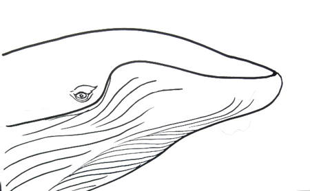 450x278 how to draw a humpback whale - Whale Drawing Pictures