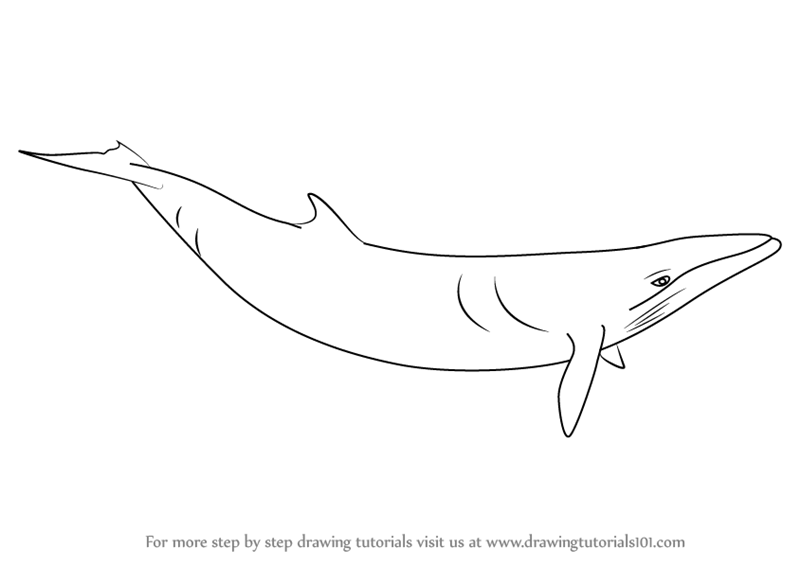 800x566 Learn How To Draw A Minke Whale - Whale Drawing Pictures