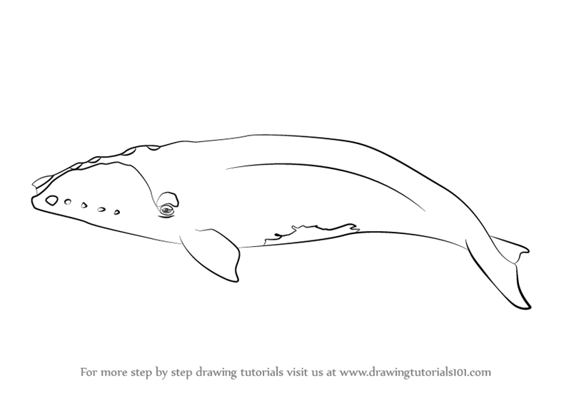 800x565 Learn How To Draw A Right Whale - Whale Drawing Pictures