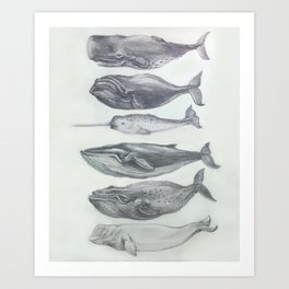 264x264 Whale Drawing Art Prints - Whale Drawing Pictures